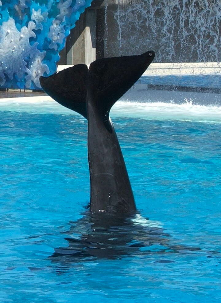 Image of killer whale