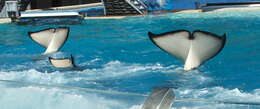 Image of killer whale