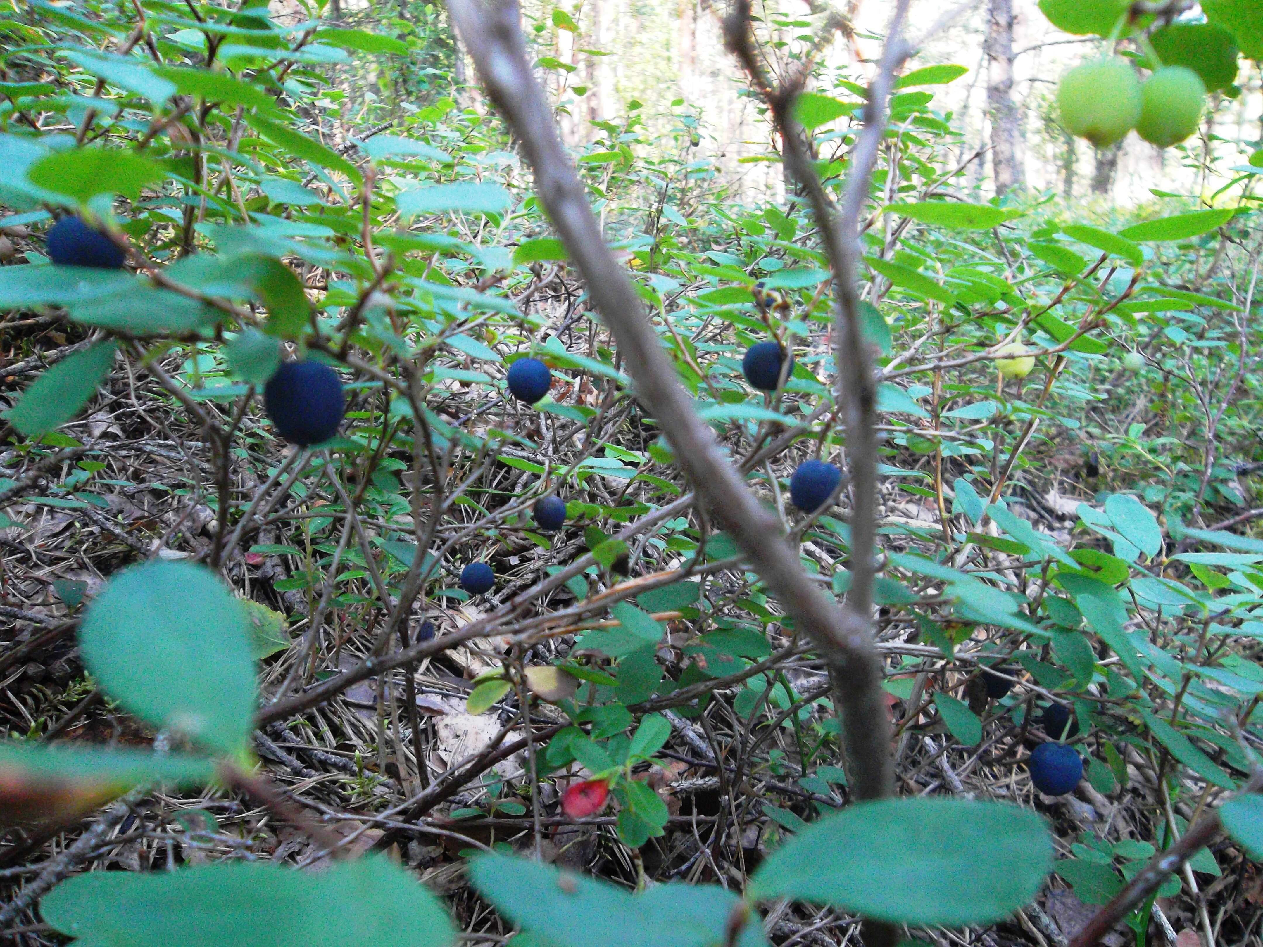 Image of alpine bilberry