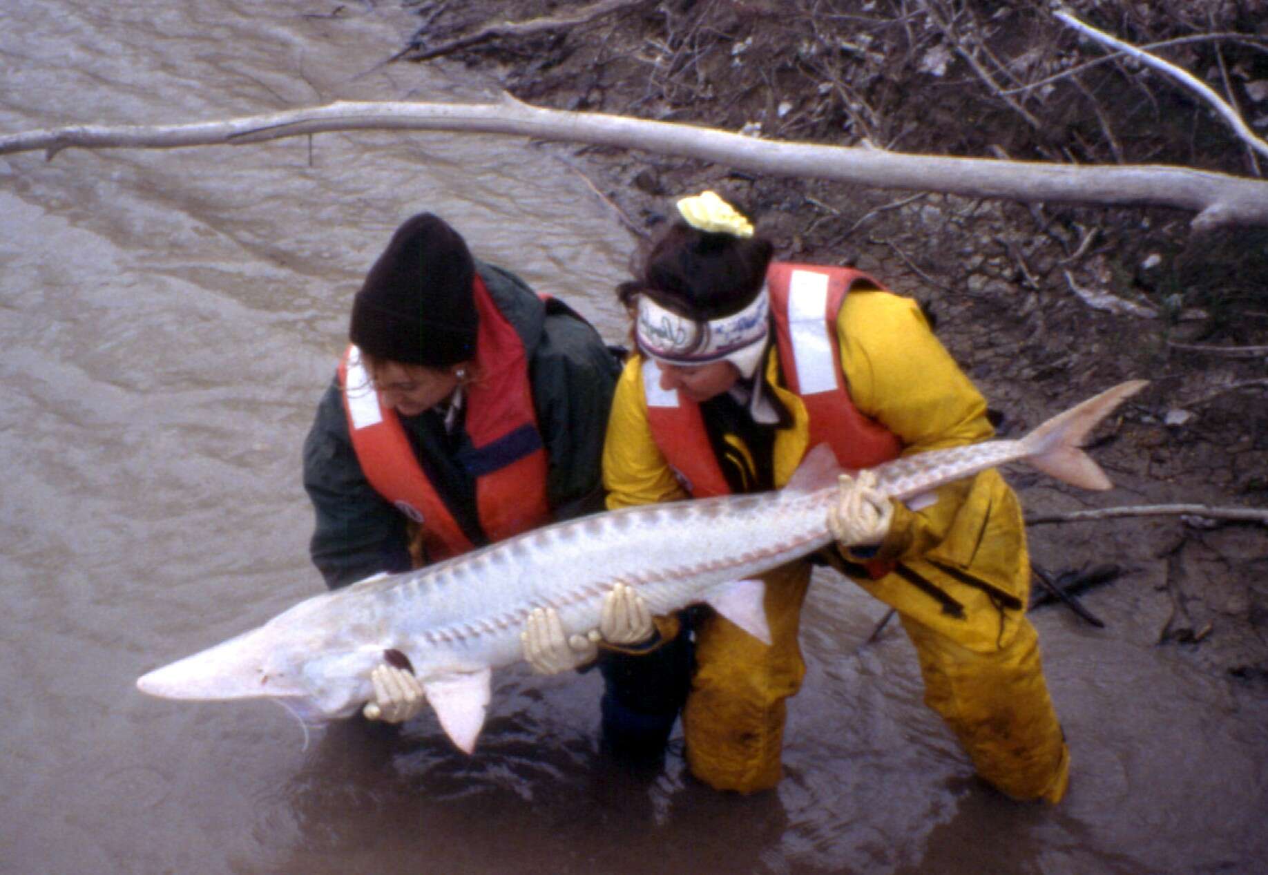 Image of Pallid Sturgeon