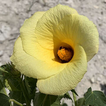 Image of Dongola hibiscus