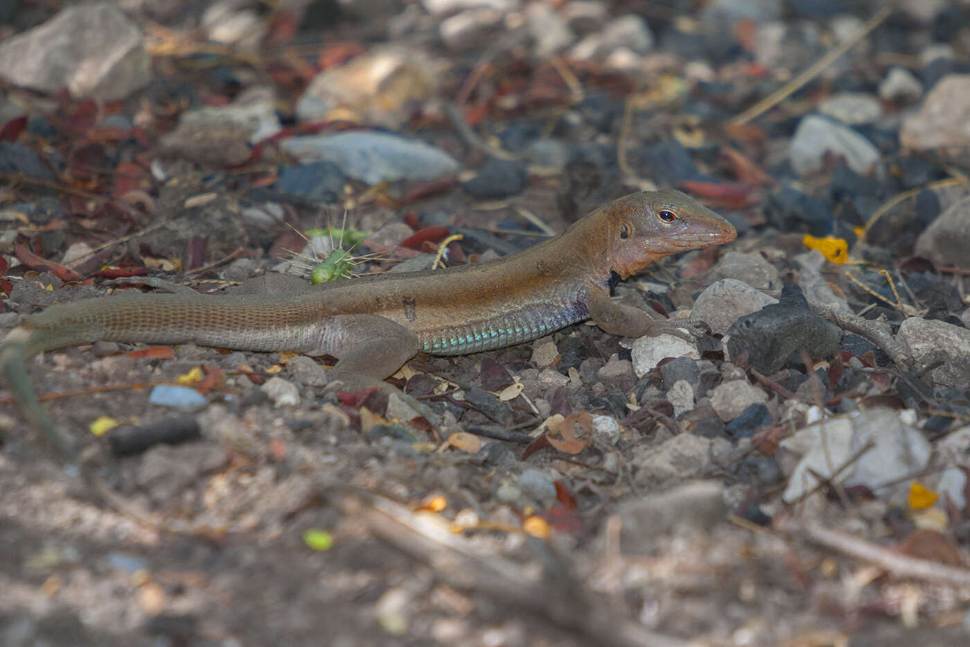 Image of Hispaniolan giant ameiva