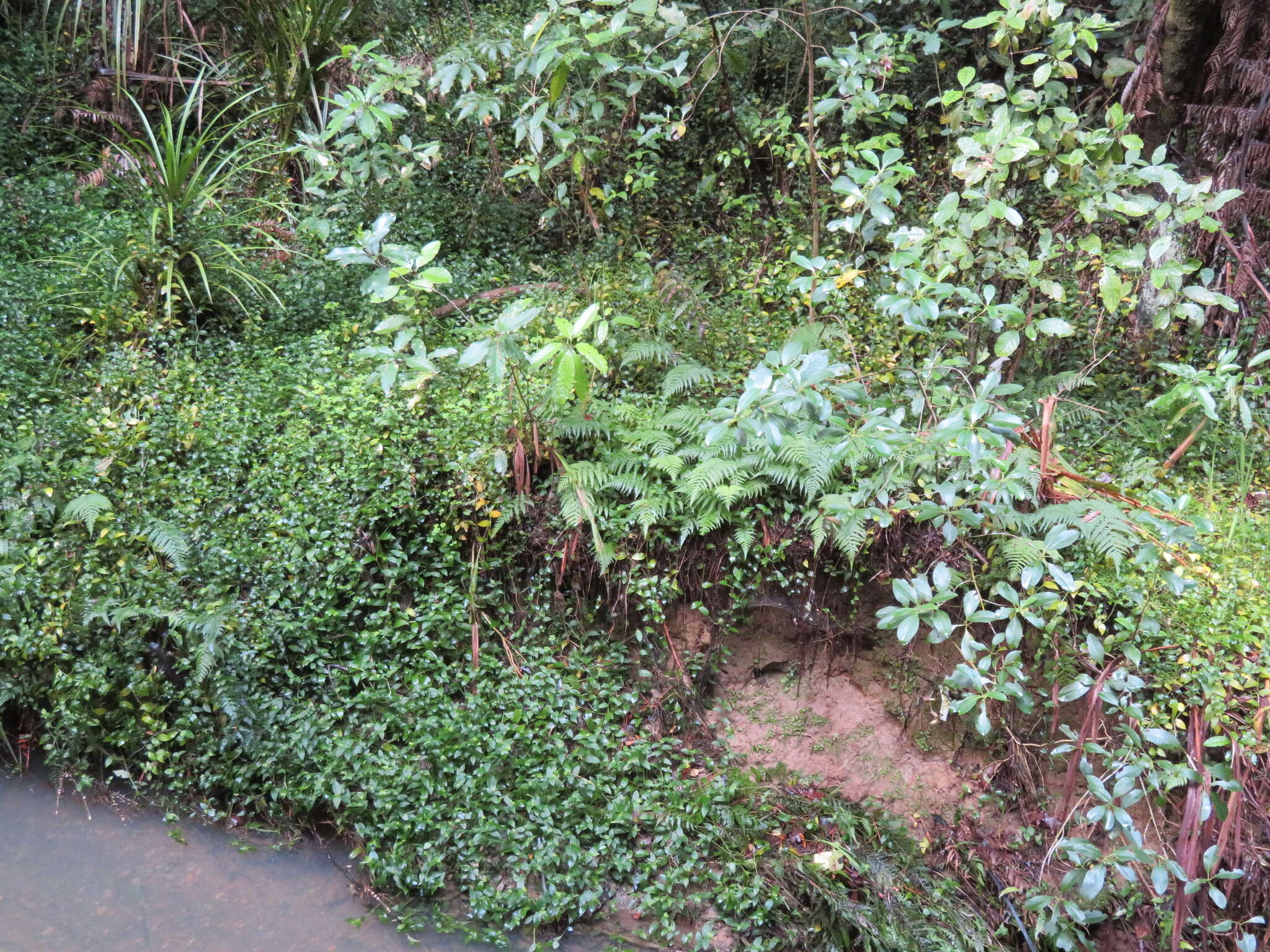 Image of Petersen's-Spleenwort