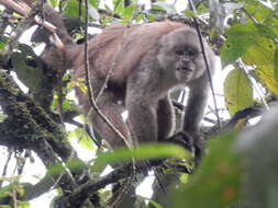 Image of Ecuadorian capuchin