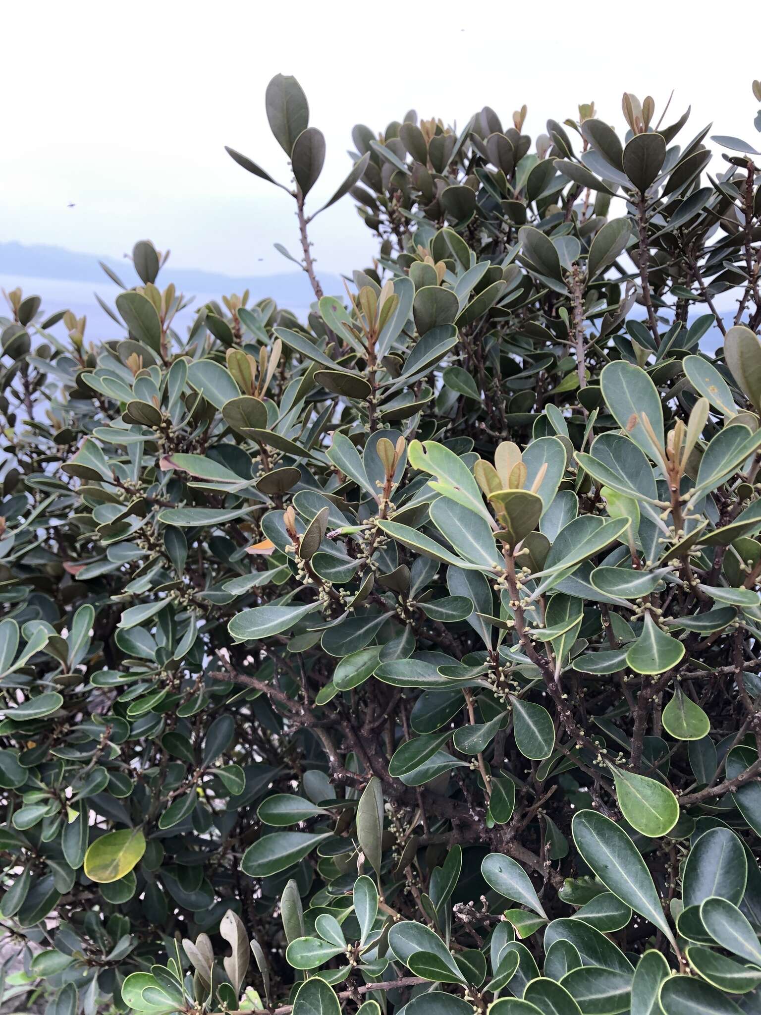 Image of yellow-boxwood