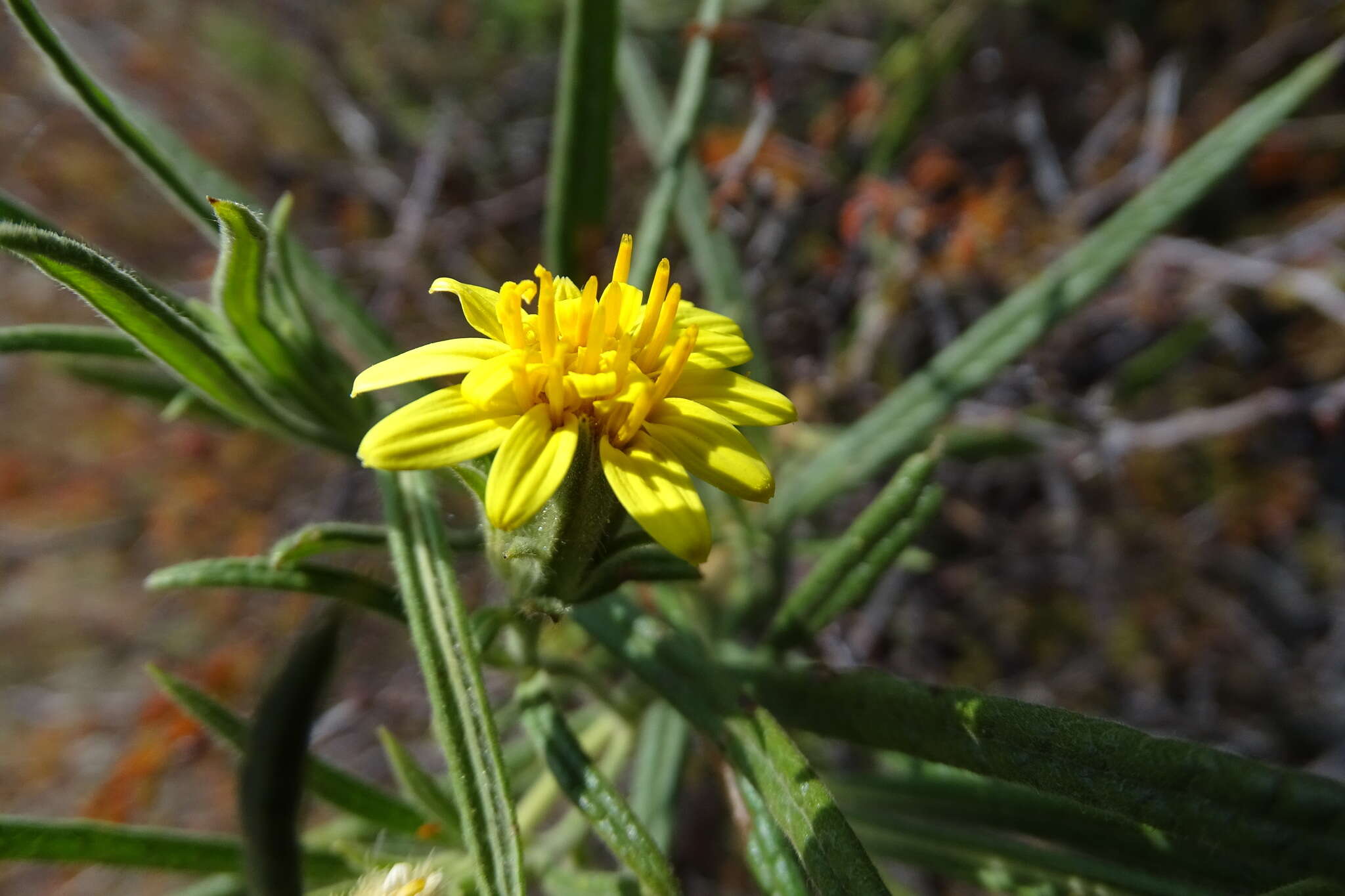 Imagem de Trixis angustifolia DC.