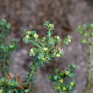 Image of sea spurge