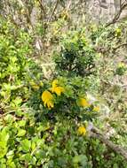 Imagem de Genista canariensis L.