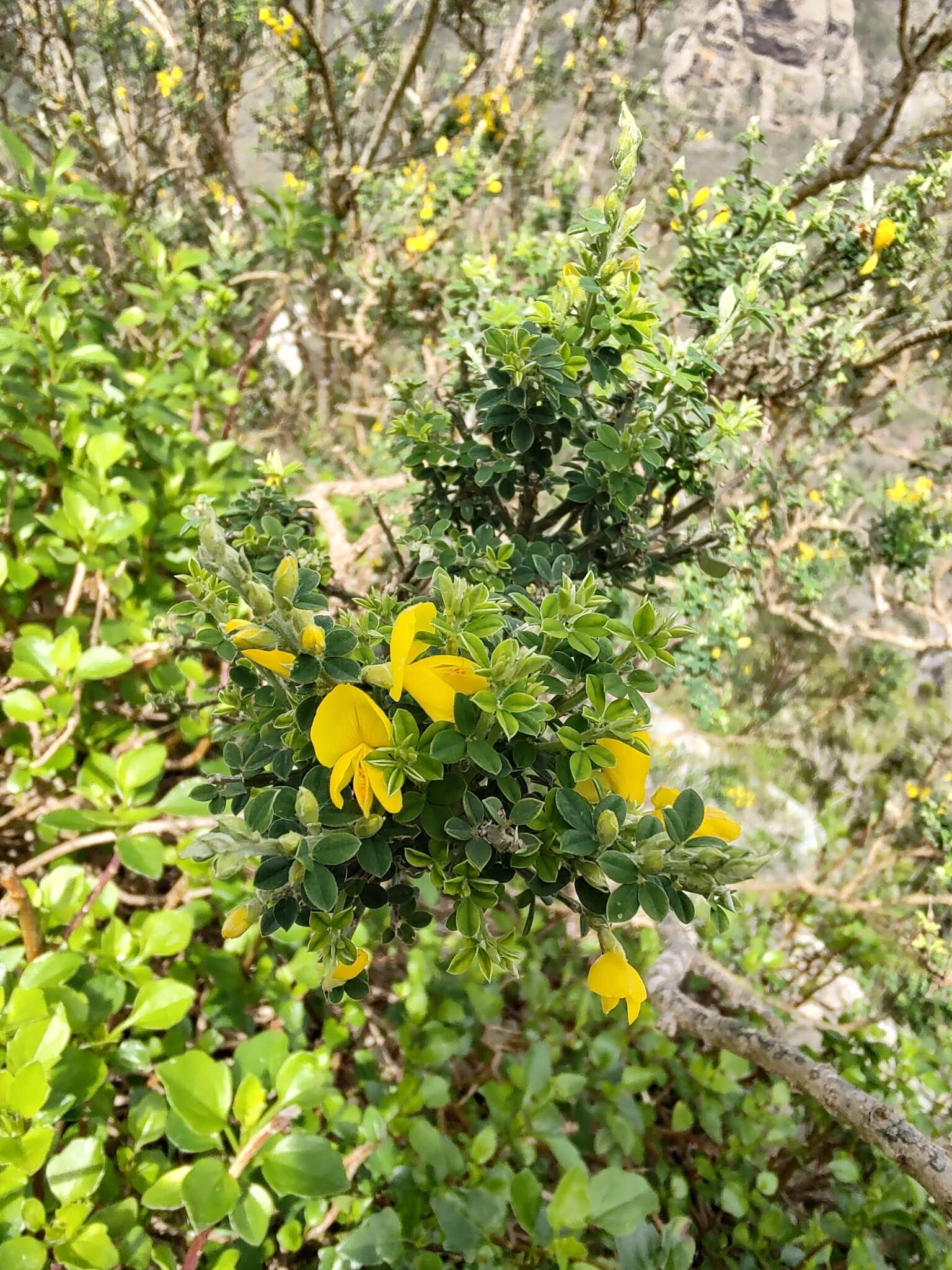 Imagem de Genista canariensis L.