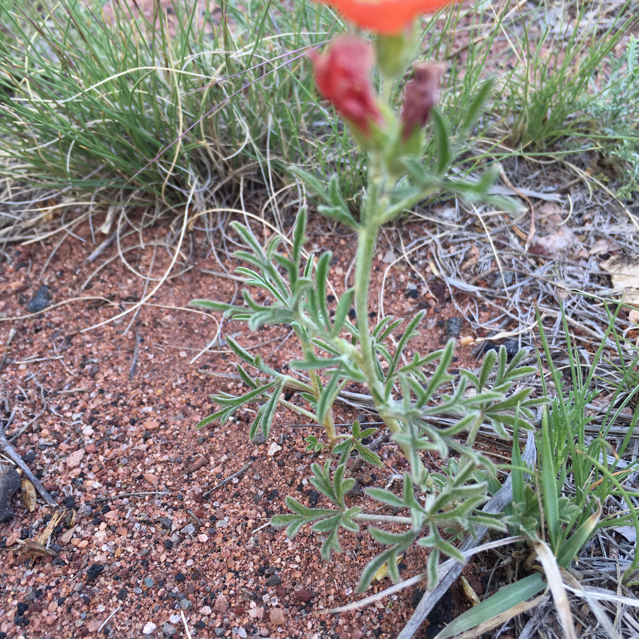 Image of scarlet globemallow