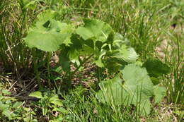 Image de Ligularia stenocephala (Maxim.) Matsum. & Koidz.