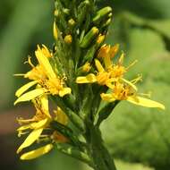 Image de Ligularia stenocephala (Maxim.) Matsum. & Koidz.