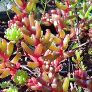 Sivun Sedum microcarpum (Sibth. & Sm.) S. Schönland kuva