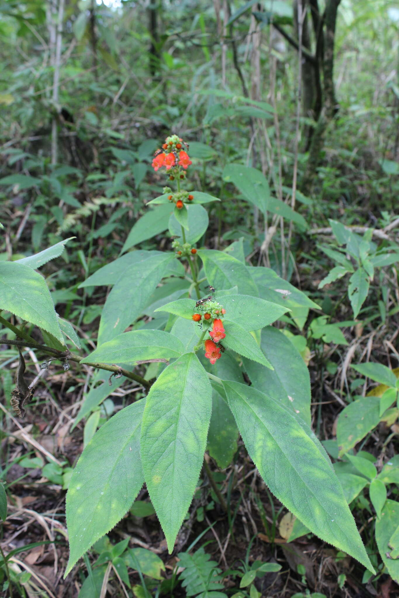 Image of Kohleria spicata (Kunth) Oerst.