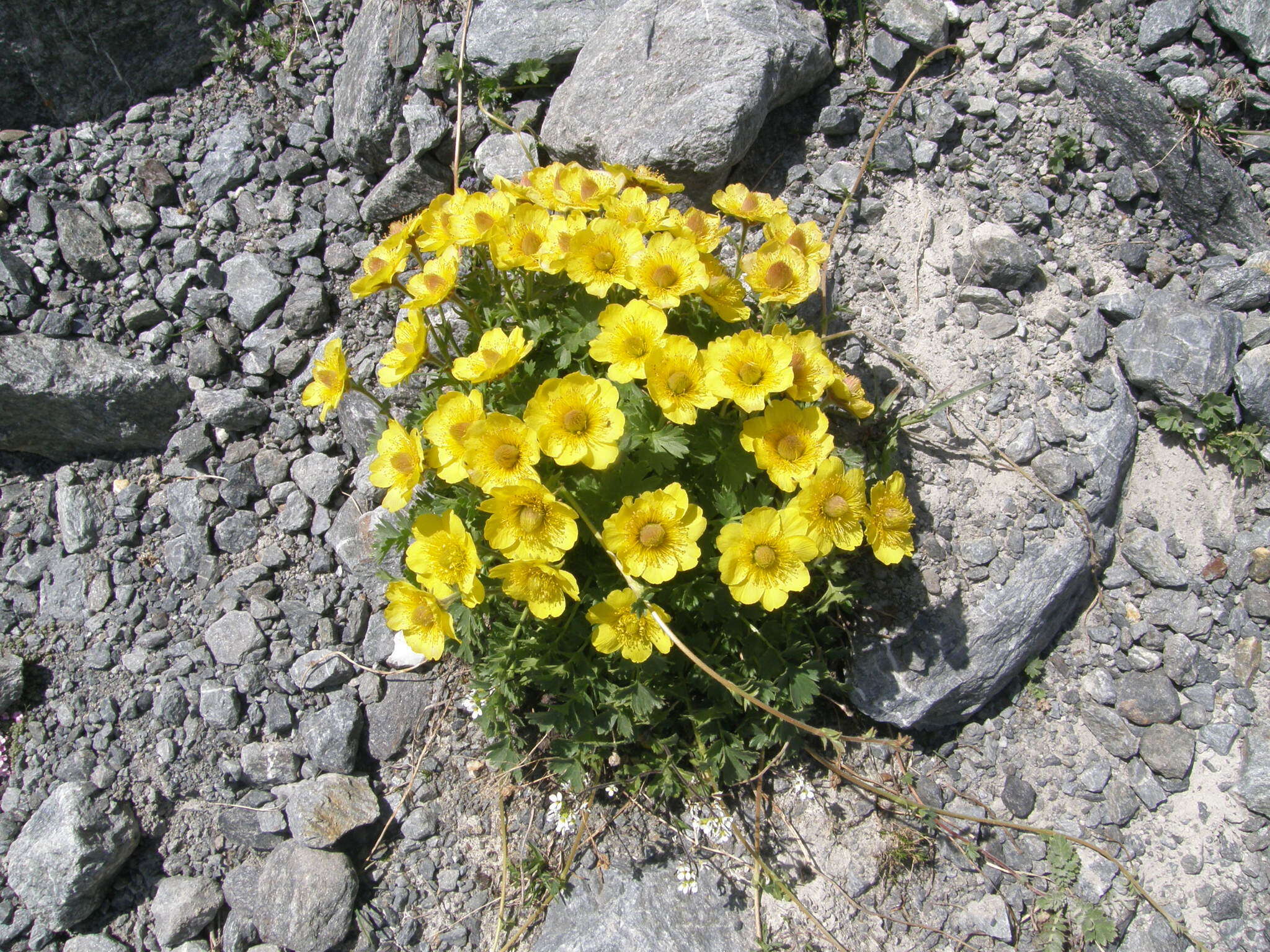 Geum reptans L.的圖片