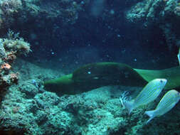 Image of Black Moray