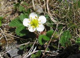 Image of Fragaria nipponica Makino