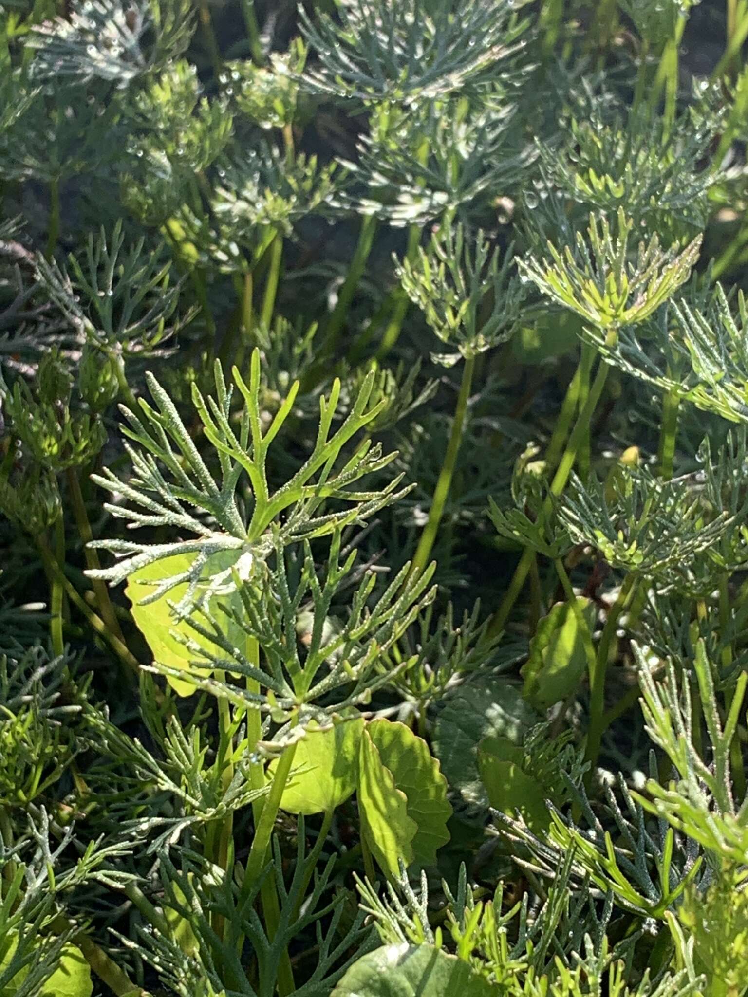 Image of Ranunculus inundatus R. Br. ex DC.