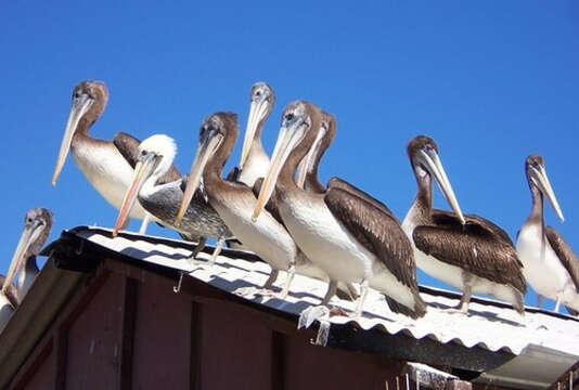 Image of Peruvian Pelican