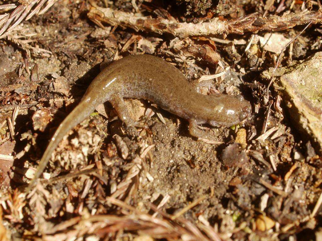 Image of Clouded Salamander