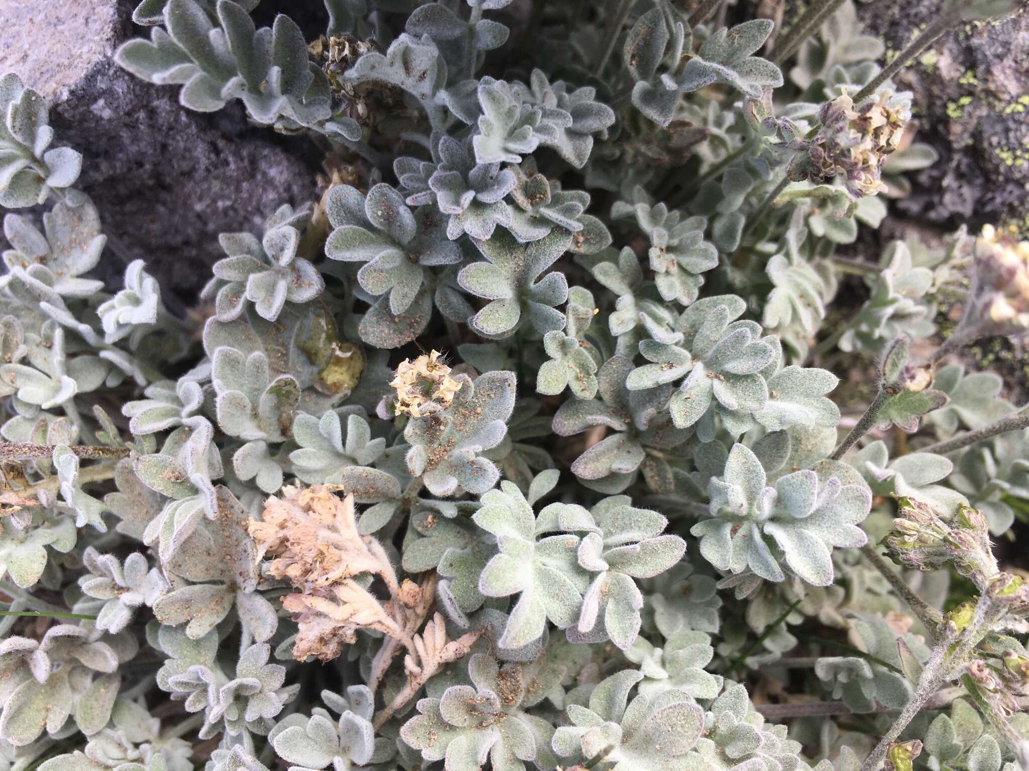 Image of alpine false candytuft