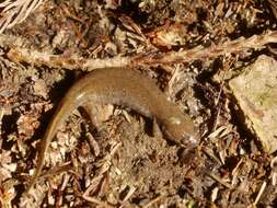 Image of Clouded Salamander