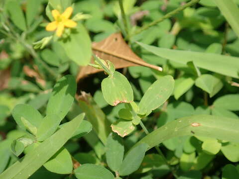 Hypericum mutilum L. resmi