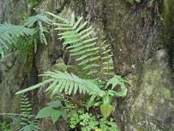 Слика од Pteris vittata L.