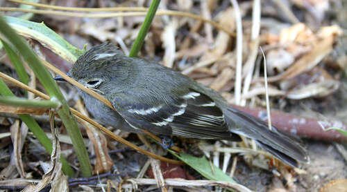 Image of White-crested Elaenia