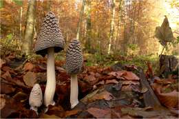 Imagem de Coprinopsis picacea (Bull.) Redhead, Vilgalys & Moncalvo 2001