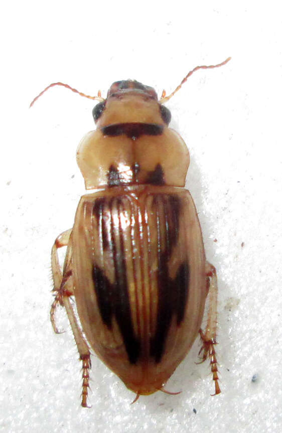 Image of Bradybaenus opulentus Boheman 1848