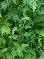 Image of spear saltbush