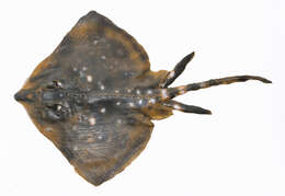 Image of Thornback skate