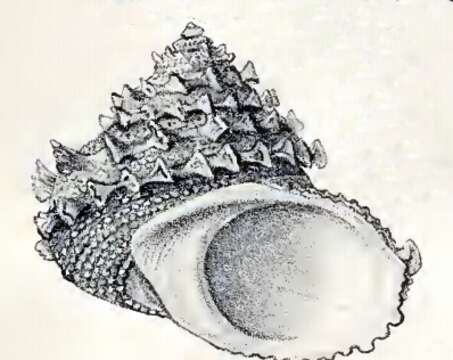 Image of Bolma modesta (Reeve 1843)