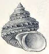 Image of Bolma modesta (Reeve 1843)