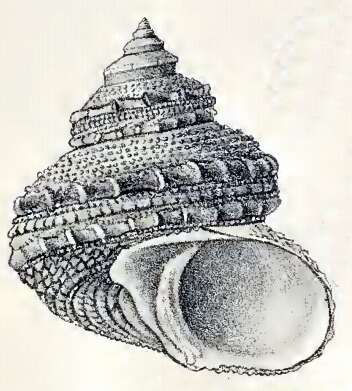 Image of Bolma modesta (Reeve 1843)