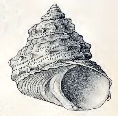 Image of Bolma modesta (Reeve 1843)