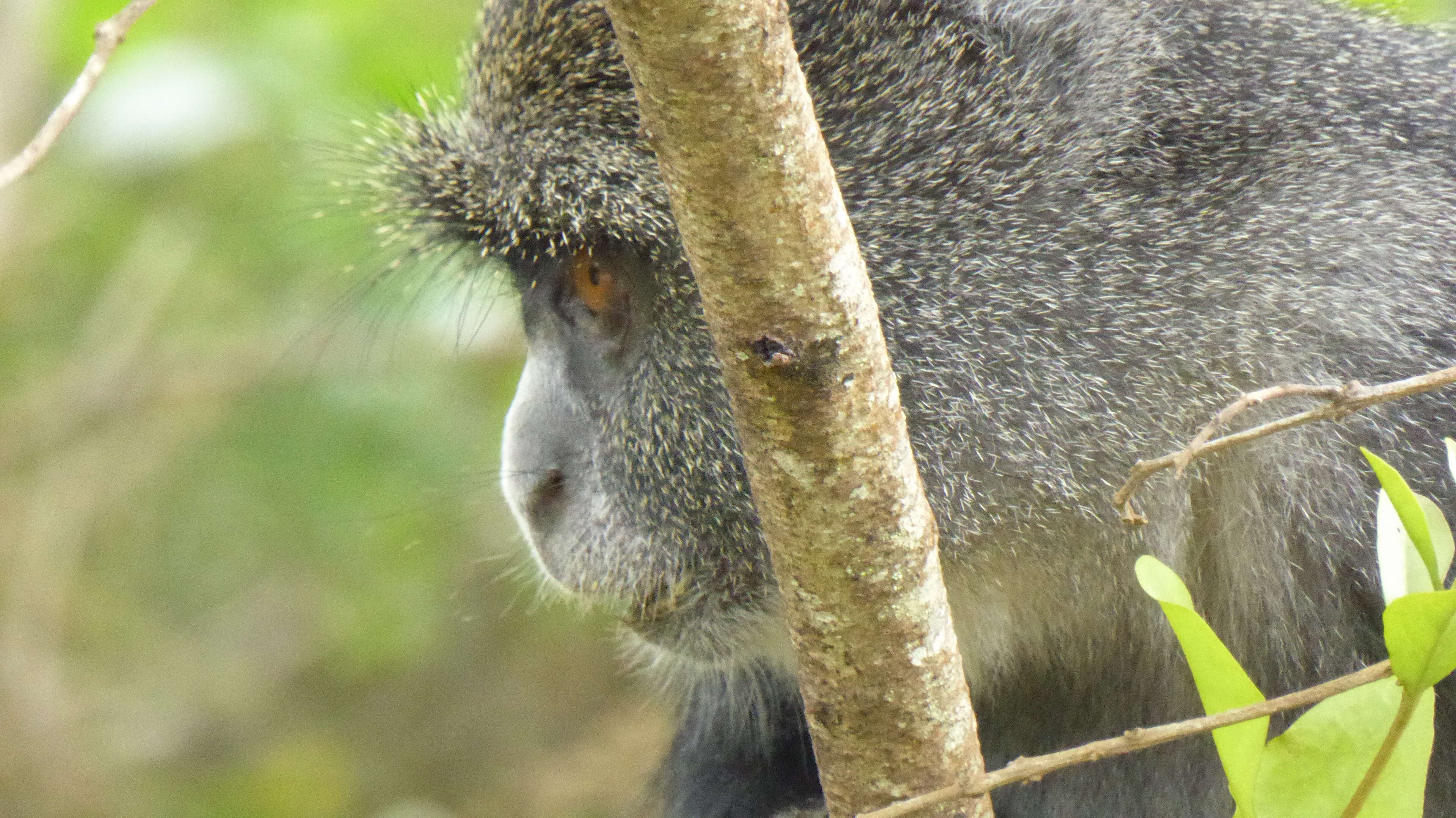 Image of blue monkey