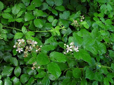 Rubus bartonii Newton resmi