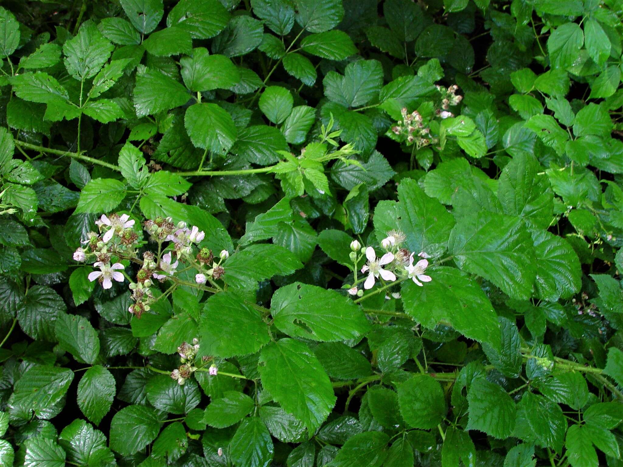 Sivun Rubus bartonii Newton kuva