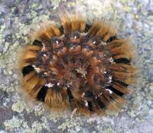 Image of oak eggar