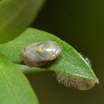 Image de Clastoptera xanthocephala Germar 1839