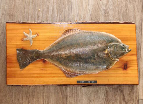 Image of Starry flounders