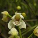 Image of Koellensteinia eburnea (Barb. Rodr.) Schltr.