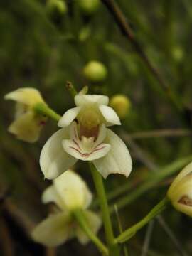 Image of Koellensteinia eburnea (Barb. Rodr.) Schltr.