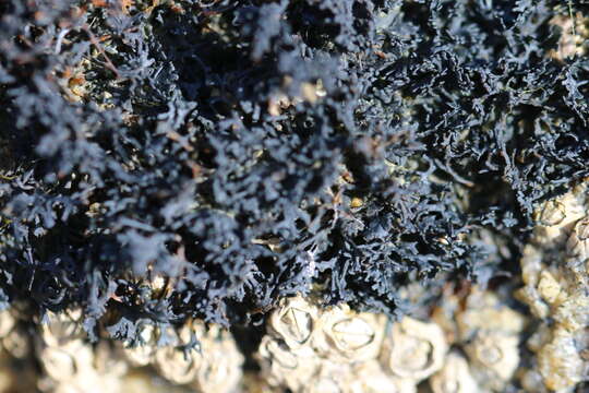 Image of seaweed lichen