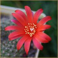 Image of Rebutia minuscula K. Schum.