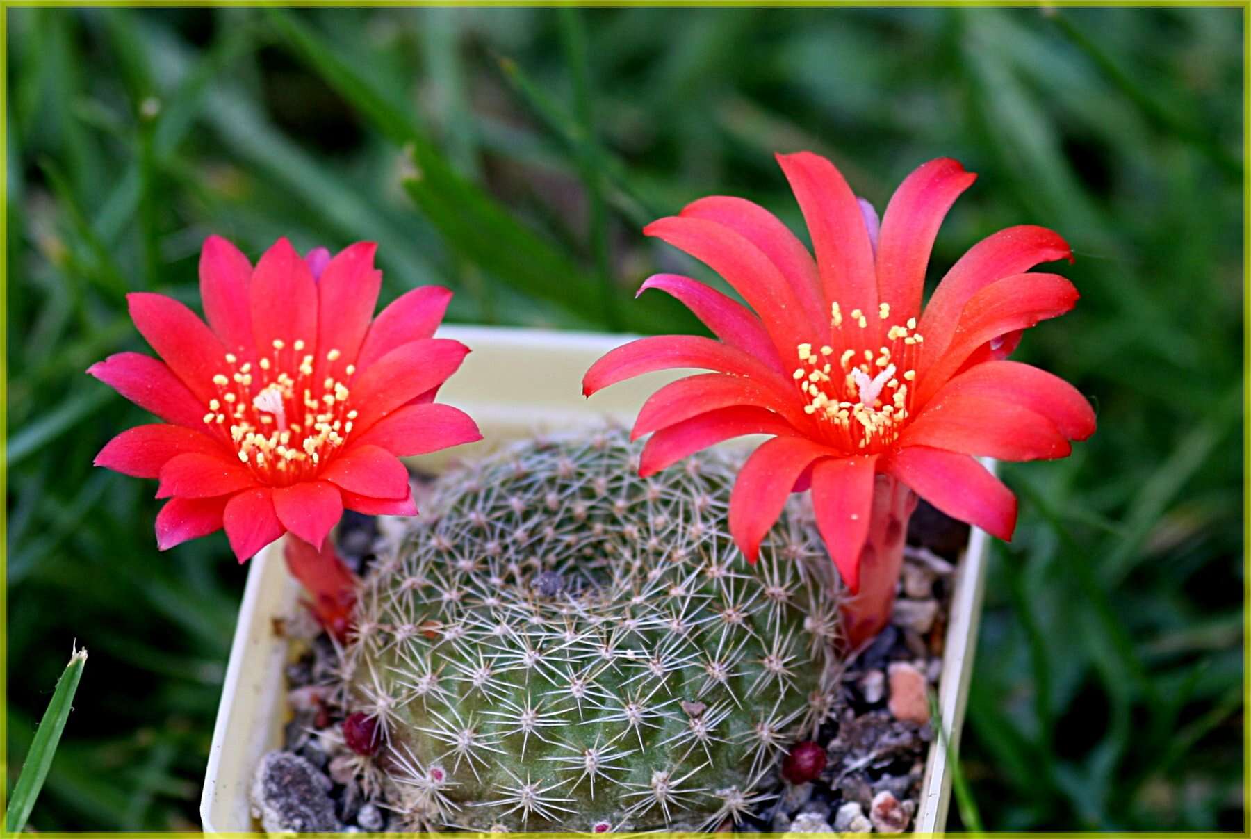 Image of Rebutia minuscula K. Schum.