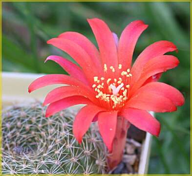 Image of Rebutia minuscula K. Schum.