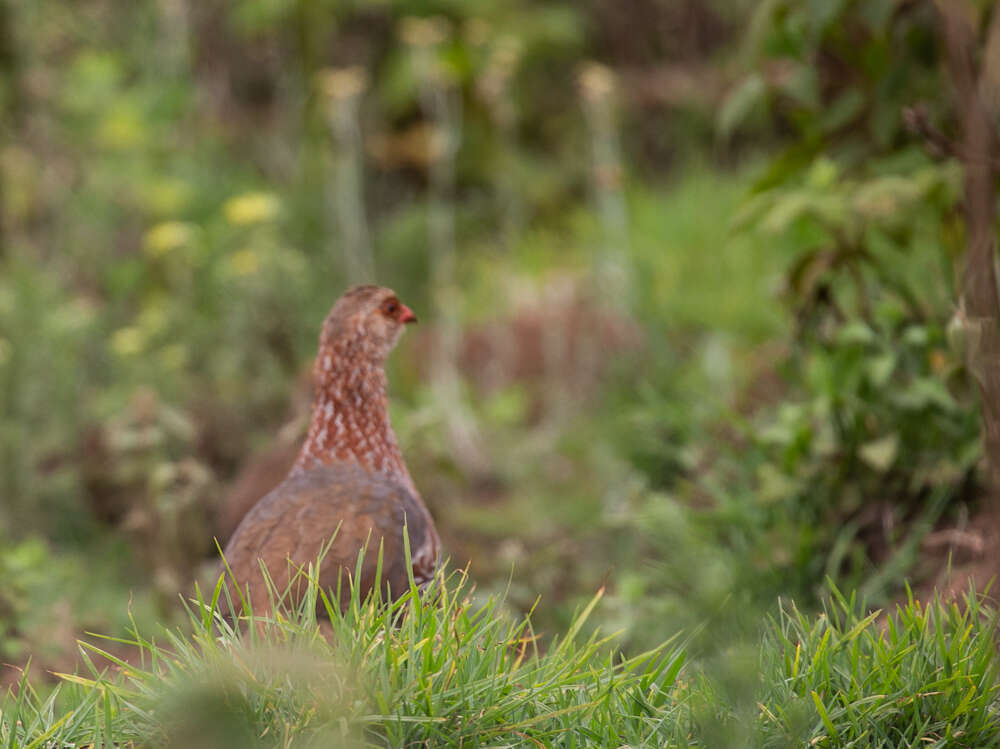 Image of Jackson's Francolin